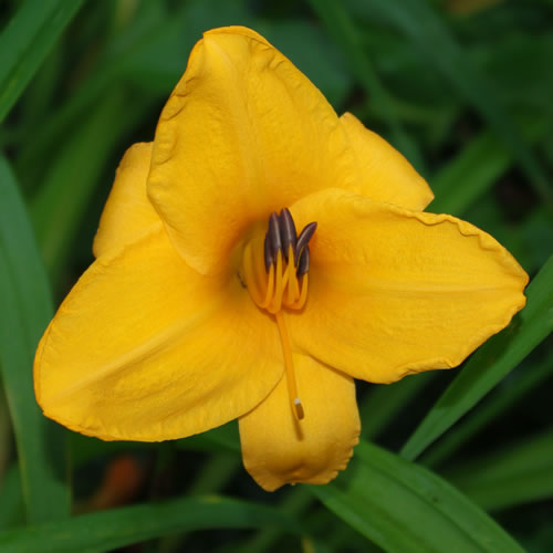 Hemerocallis Chicago Gold Coast